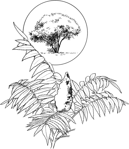 Stag'S Horn Sumach Coloring Page